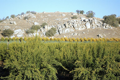 Lemoncove, CA