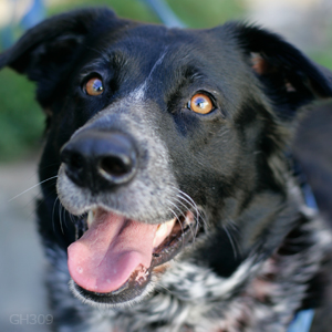Mimi's Humane Society Photo