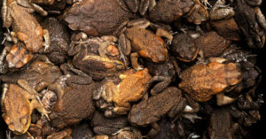 toad pile