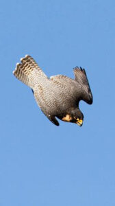 peregrine falcon in dive