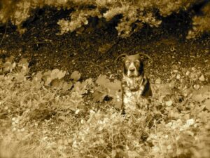 Dog woods