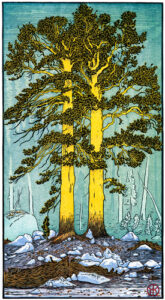 Twin Lodgepole Pines