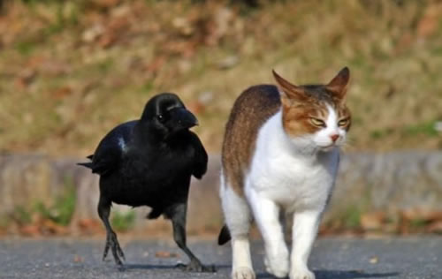 cat-crow