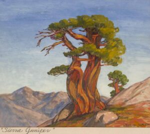 Sierra Juniper Leland Curtis